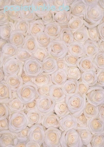 Geschenkpapier Weiße Rosen, White Roses