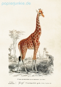 Poster Giraffe