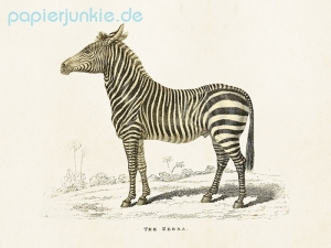 Kunstdruck Zebra